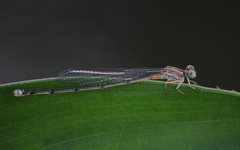 Pseudagrion pilidorsum declaratum