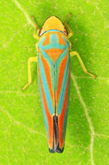 Graphocephala