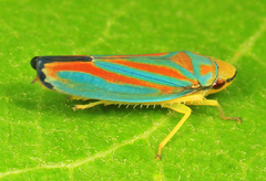 Graphocephala