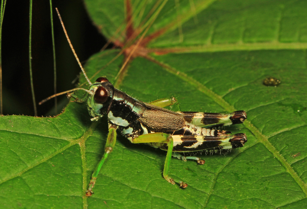 Green-legged Grasshoppers