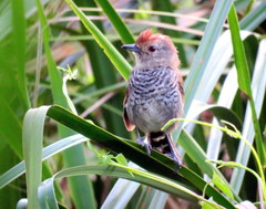 Thamnophilus ruficapillus