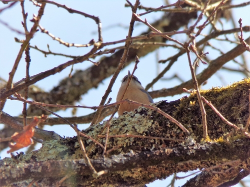Sittidae
