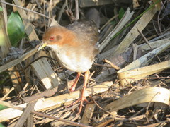 Laterallus leucopyrrhus