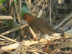 Laterallus leucopyrrhus