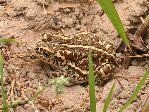 Mongolian Toad