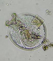 Testudinella