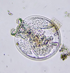 Testudinella