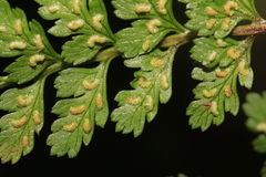 Athyrium minimum