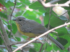 Basileuterus culicivorus