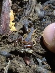 Vaejovis carolinianus