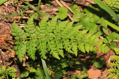 Athyrium minimum
