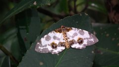 Abraxas amicula-illuminata