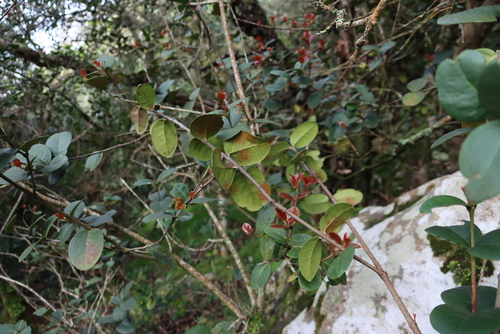 Image of Maurocenia frangula by (c) Tony Rebelo, some rights reserved (CC BY-SA)