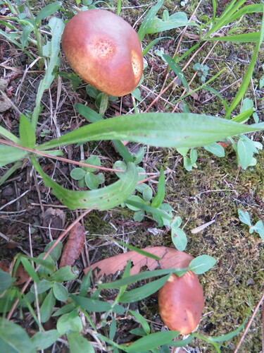 Suillus granulatus