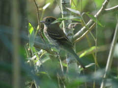 Knipolegus cyanirostris