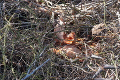 Cucurbita maxima maxima