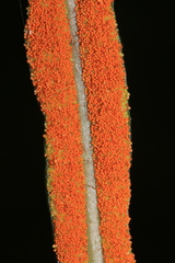 Leptochilus decurrens