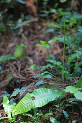 Leptochilus decurrens