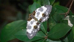 Abraxas amicula-illuminata