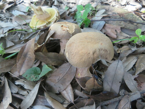 Boletus reticulatus