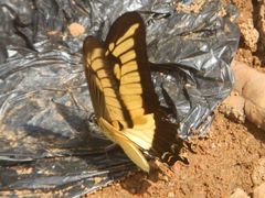 Heraclides androgeus