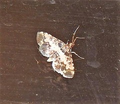 Nacoleia amphicedalis