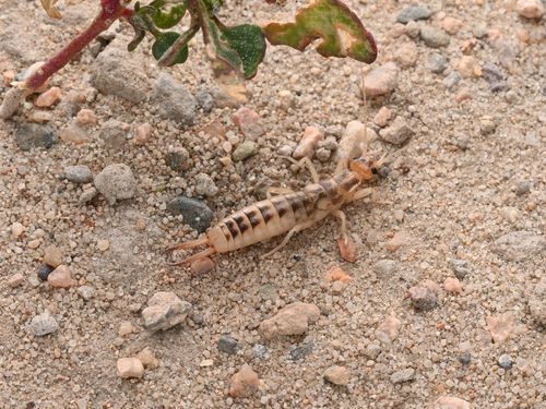 Shore Earwig