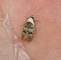 Scatochresis innumera