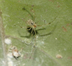 Chrysso lingchuanensis