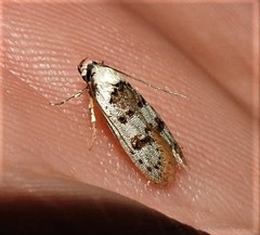 Scatochresis innumera
