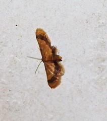 Idaea trypheropa