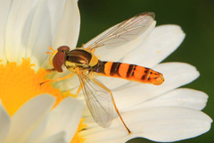 Sphaerophoria philanthus