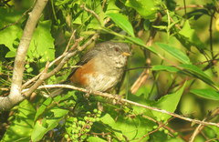 Microspingus cabanisi