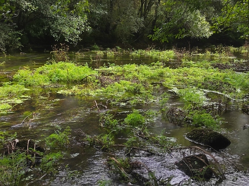 Hemlock Water-dropwort