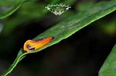 Coryptilum klugii