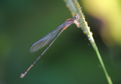 Pseudagrion pilidorsum declaratum