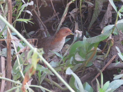 Red-and-white Crake (Rufirallus leucopyrrhus), photo 10