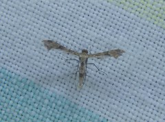 Nippoptilia cinctipedalis