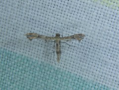 Nippoptilia cinctipedalis