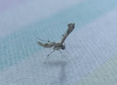 Nippoptilia cinctipedalis