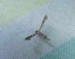 Nippoptilia cinctipedalis