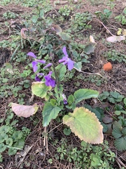 Orychophragmus violaceus