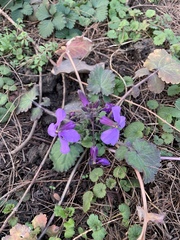 Orychophragmus violaceus