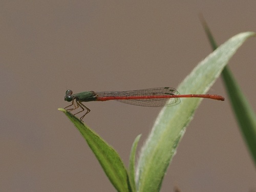 Green-fronted Citril