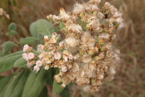 Pluchea carolinensis