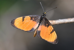 Acraea anemosa