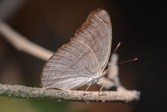 Junonia atlites atlites