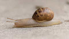 Cornu aspersum
