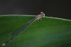Pseudagrion pilidorsum declaratum