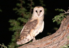 Tyto alba poensis